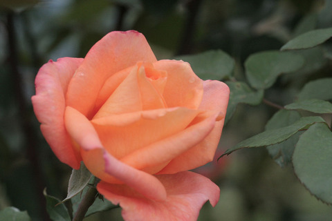 とこなつ　常夏　（とこなつ）sIMG_6987