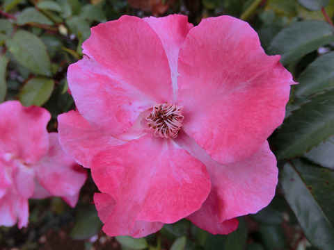 はながすみ　花霞　（はながすみ）sCIMG7383