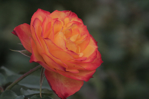 にしき　錦sIMG_5945