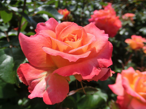 ピュア　ポエトリー1208