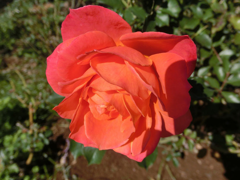 ディズニーランド　ローズsCIMG8131