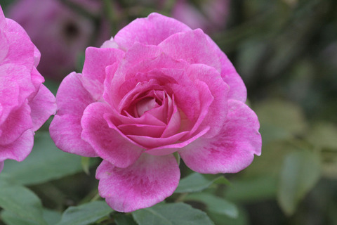 ブリリアント　ピンク　アイスバーグsIMG_6504