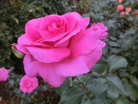 マヌウ　メイアンsCIMG7443