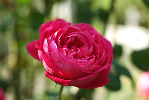 サー　エドワード　エルガーsDSCF0144