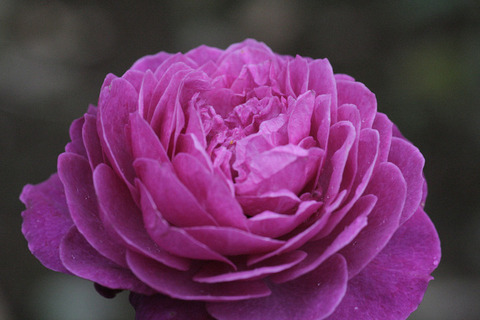 ハイディ　クルム　ローズ5852