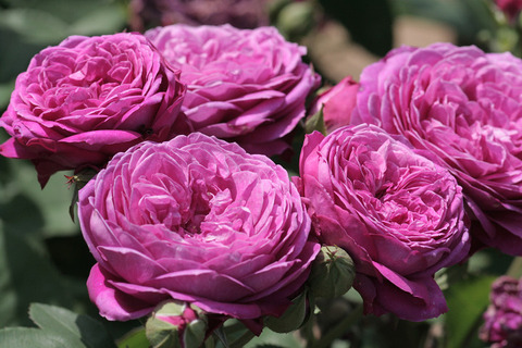 ハイディ　クルム　ローズ