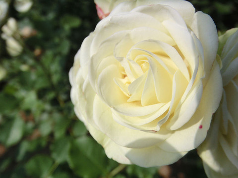 クリーミー　エデン9482