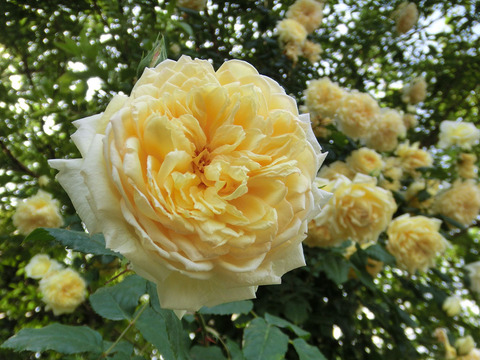 セント　オルバン0253