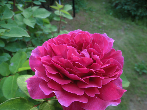 ソフィーズ　ローズ9155