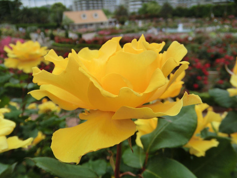 ヘンリー　フォンダsCIMG5751