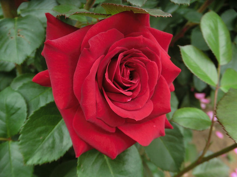 ニコロ　パガニーニsCIMG5743