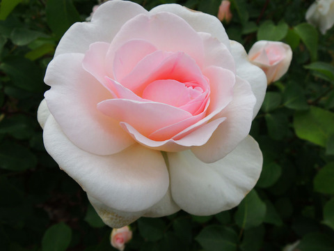 デーム　プルーデンス0841