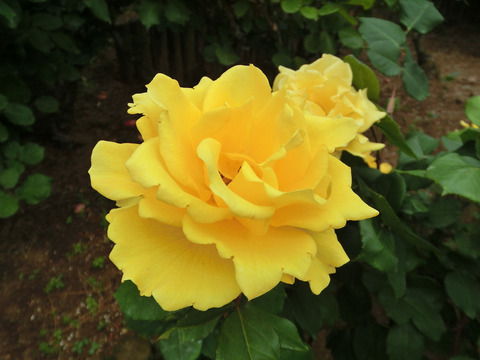 ヘンリー　フォンダsCIMG5749