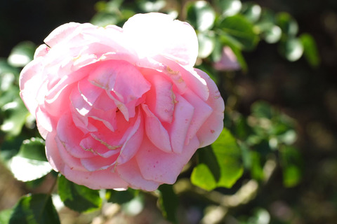 ホーム　＆　ガーデンsDSCF8563