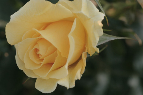 サン　フレーア5251