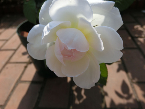 ボレロsCIMG6345