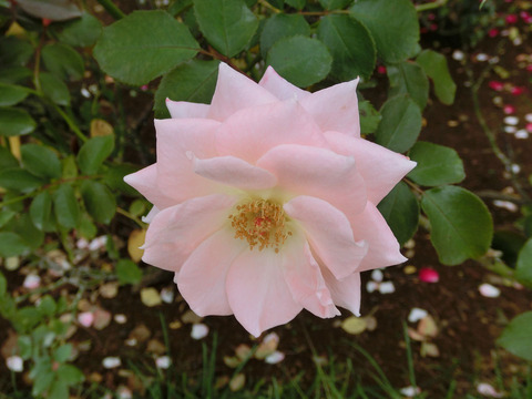 ゆうか　優花　（ゆうか）sCIMG7456