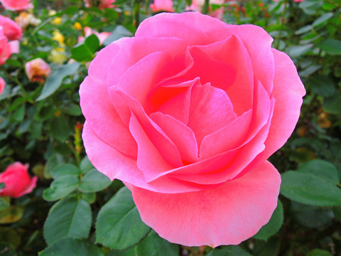 ヒストリーsDSCN9739