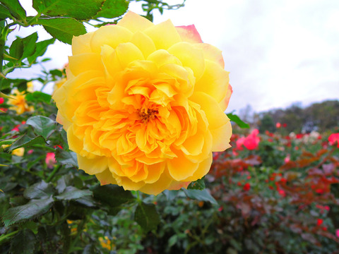 ファイアーワークス　ラッフルsDSCN9859