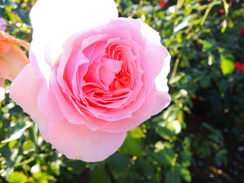 はるの　春乃6465