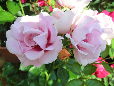 アイコニック　ハニー　レモネード1593