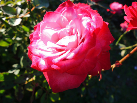 ブルー　オベーション6545