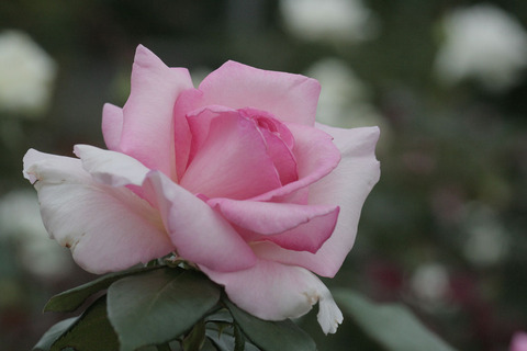 ウィミィsIMG_6675