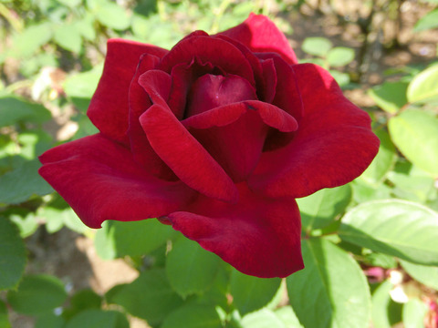 ひおうぎ　緋扇　（ひおうぎ）sCIMG6669