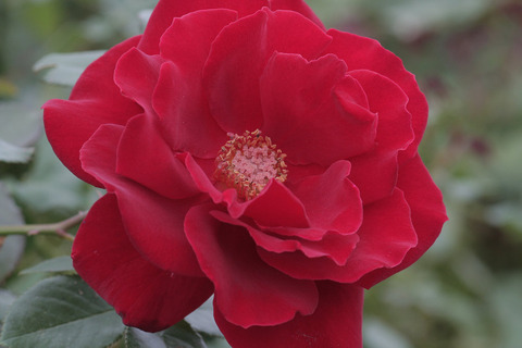 ルージュ　メイアンsIMG_7015