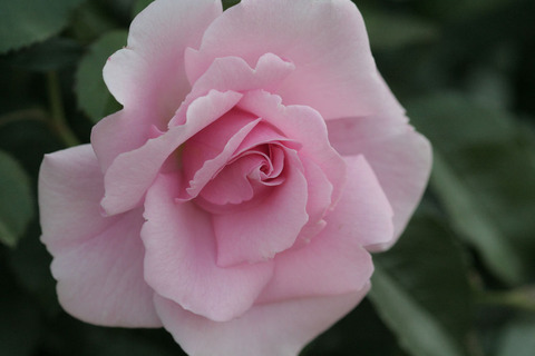 サマー　モルゲン4912