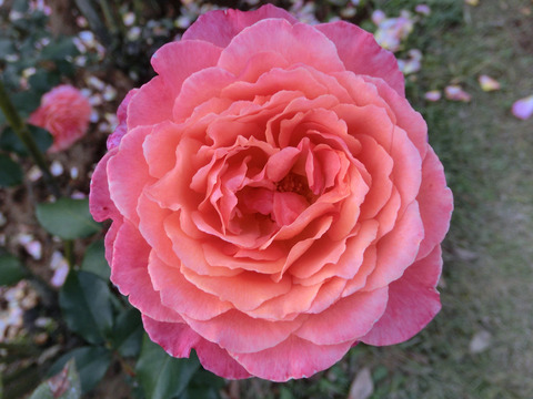 アルブレヒト　デューラー　ローズsCIMG8316