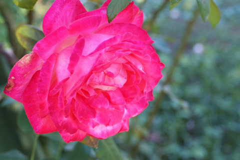 せいか　聖火　（せいか）sDSCF8919