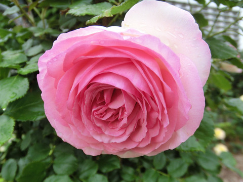 ピエール　ド　ロンサールsCIMG6387