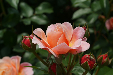 ウーメロsDSCF1742