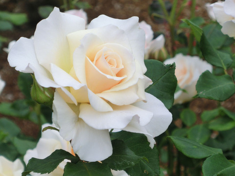 フレンチ　レースsCIMG5785