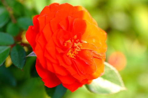 オレンジ　メイアンディナ5095