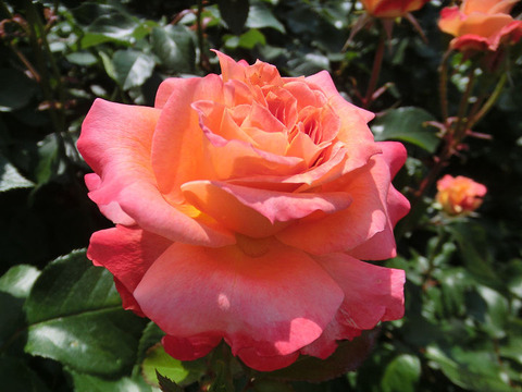 ピュア　ポエトリー1209