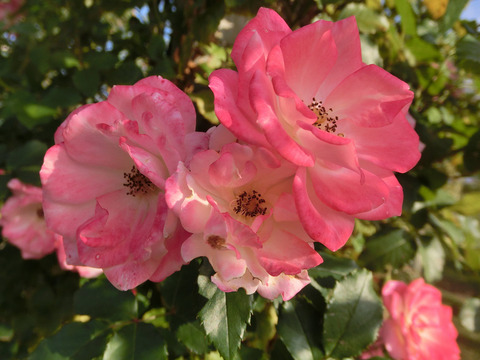 さくらがすみ　桜霞sCIMG8206