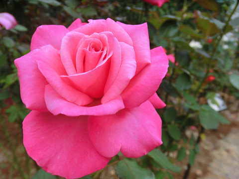 ステファニー　ドゥ　モナコ