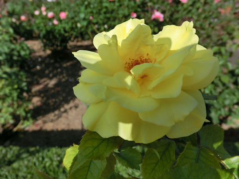 フリージアsCIMG6679