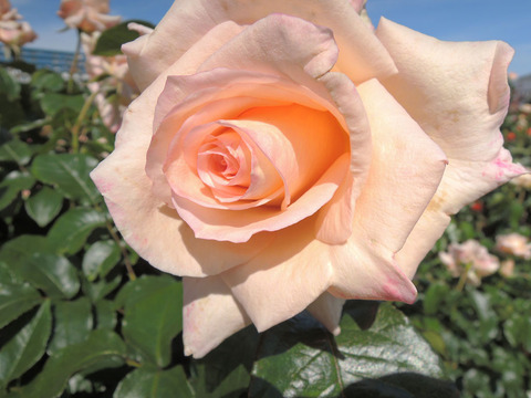 バニラ　パフューム3368