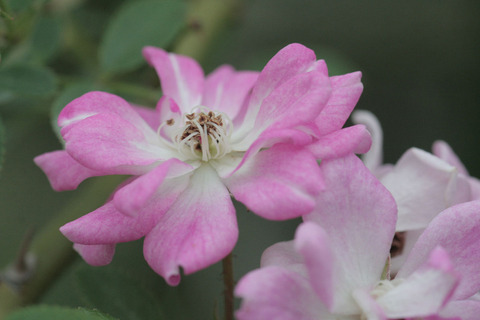 やめつひめ　八女津姫　（やめつひめ）sIMG_6305