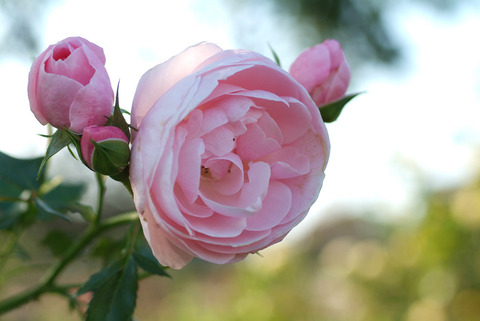 ハンス　ゲーネバインsDSCF0597