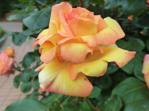 フィリップ　ノワレsCIMG5729