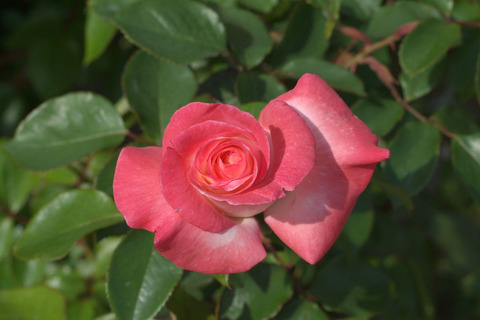 ジェミニsDSCF1277