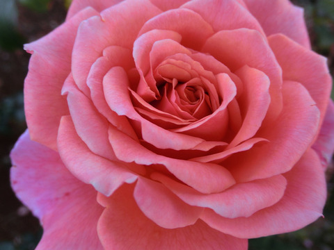 アルブレヒト　デューラー　ローズsCIMG8321