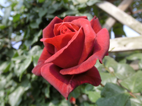 テラコッタsCIMG3837