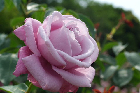 シャルル　ドゥ　ゴールsDSCF1941