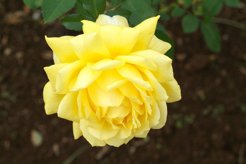 サンライト　ロマンティカsDSCF0220