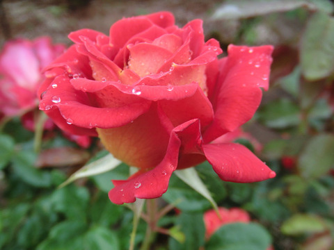 あやおりsCIMG6129